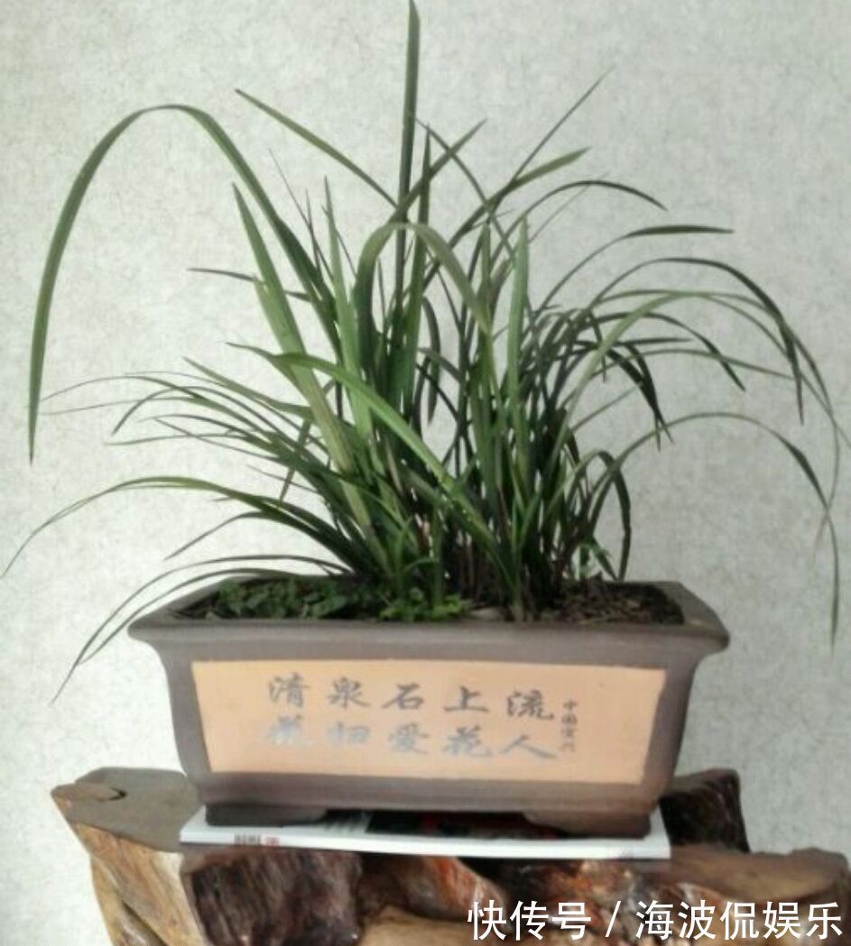 根系|种植兰花用浅盆好还是用深盆好十年兰花老农给出了答案