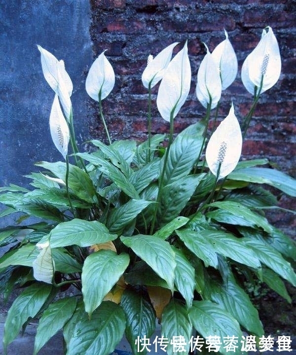 吸毒草|人养花、花也养人！这些花养在家里，干净又卫生