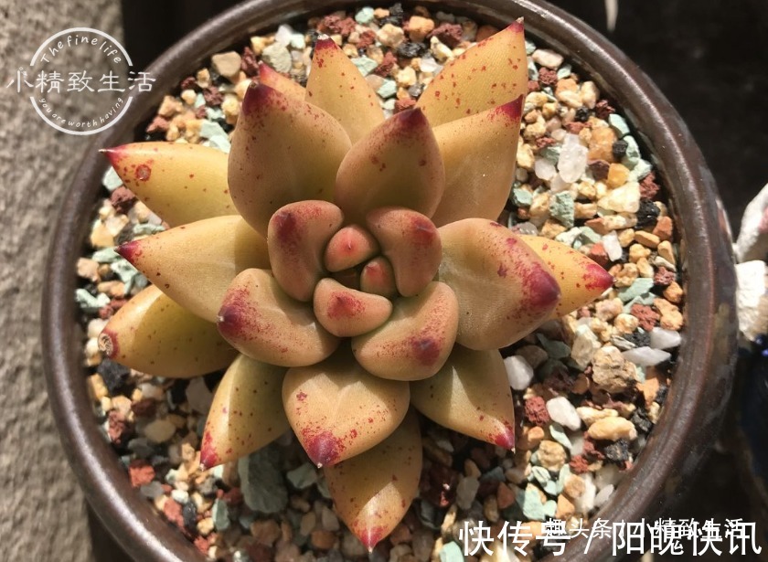 3个伪常识,不但对养多肉没帮助,甚至会害死肉肉,不要被误导