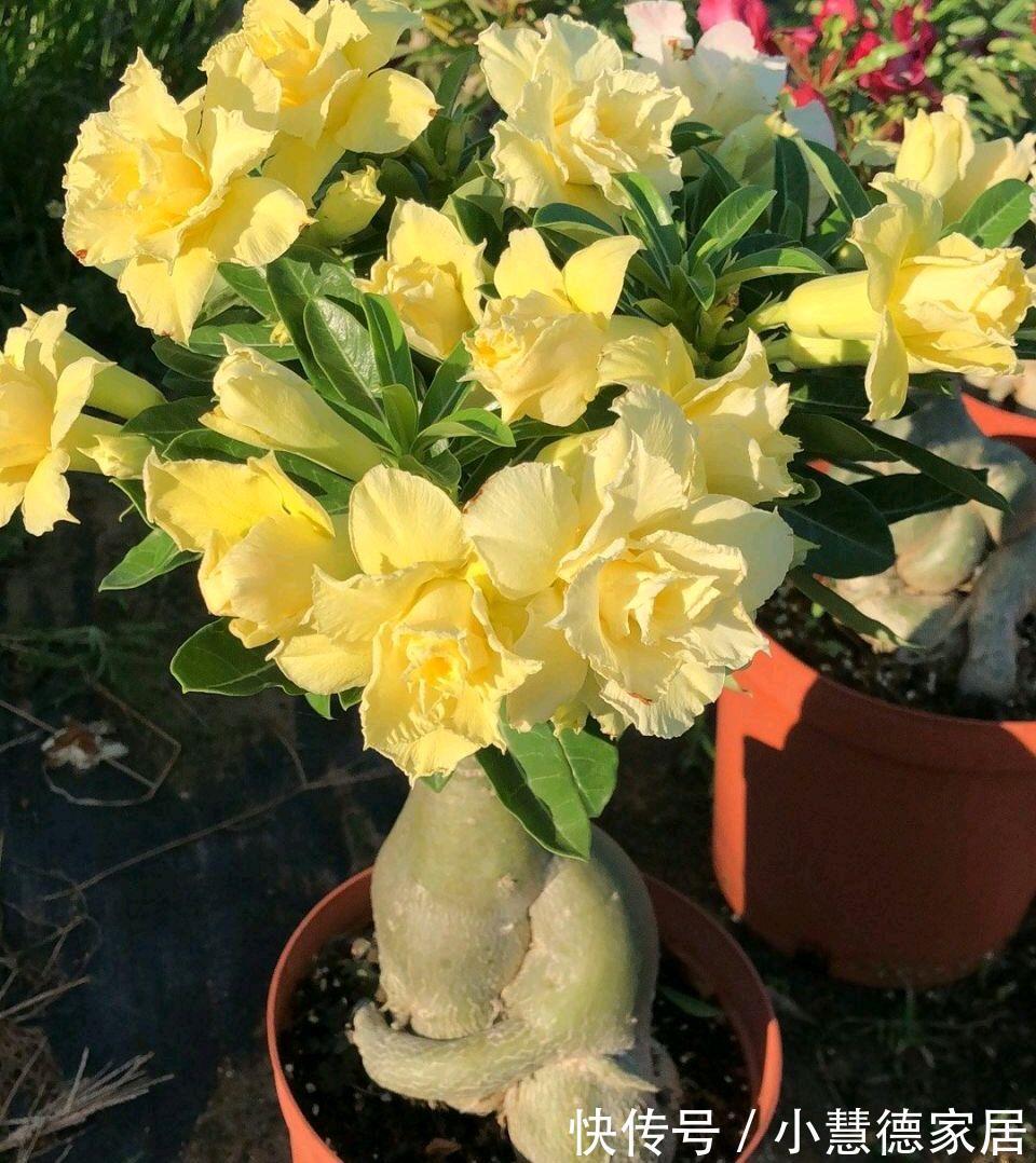 阳台上|适合夏天秋天养的4种花,花色很美,只要温度高,就会一直开花