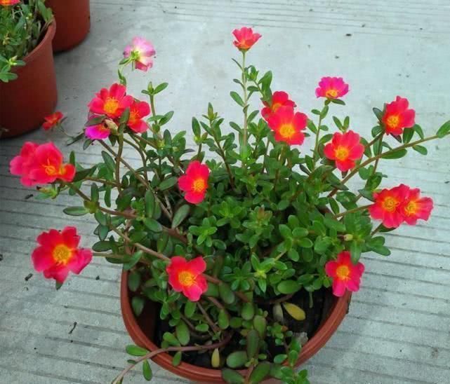 浇水可是技术活,用这些水浇花,连花肥都省了