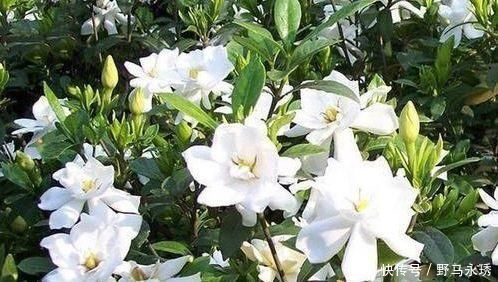 4种“女王花”,美出新天地,高端大气上档次,谁养谁喜欢