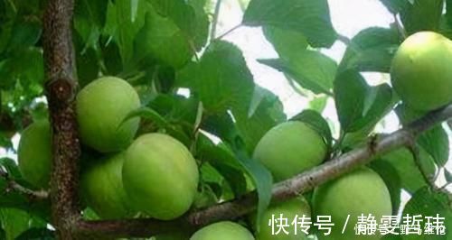 常吃|想长寿得会吃,常吃以下3种食物,排毒消脂,预防便秘,好吃不贵