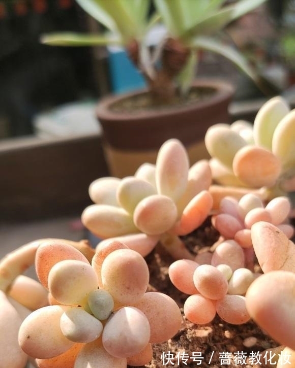 养多肉,配土很重要?只要会养,配土只是一种方式,无关紧要