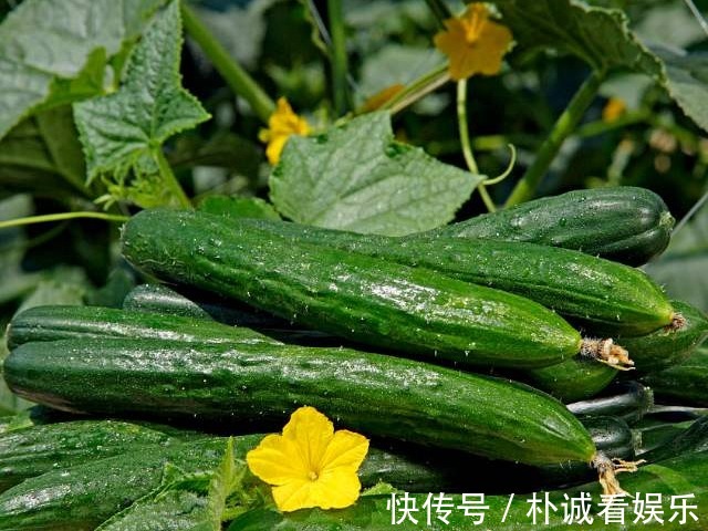 排毒养颜|别说你懂黄瓜,4个有关黄瓜的妙用,一年下来可帮你省不少钱