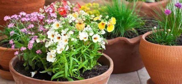 肥料|盆栽养花用什么肥?3类材料不能少,植物用了越长越旺盛