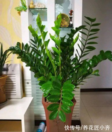 13种“耐阴”花，家里采光差，选它就对了，养好爆盆很轻松