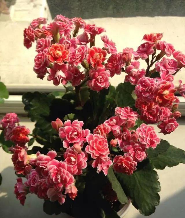 花芽|公认“好养”的3种花，适合现在养，稍加养护就能接二连三开花