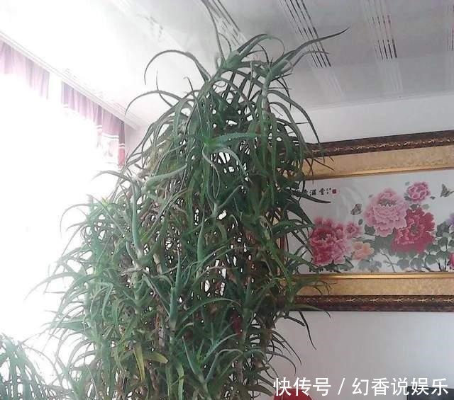 芦荟树|你家的芦荟养了多少年有见过三十年的芦荟“树”吗简直太霸气