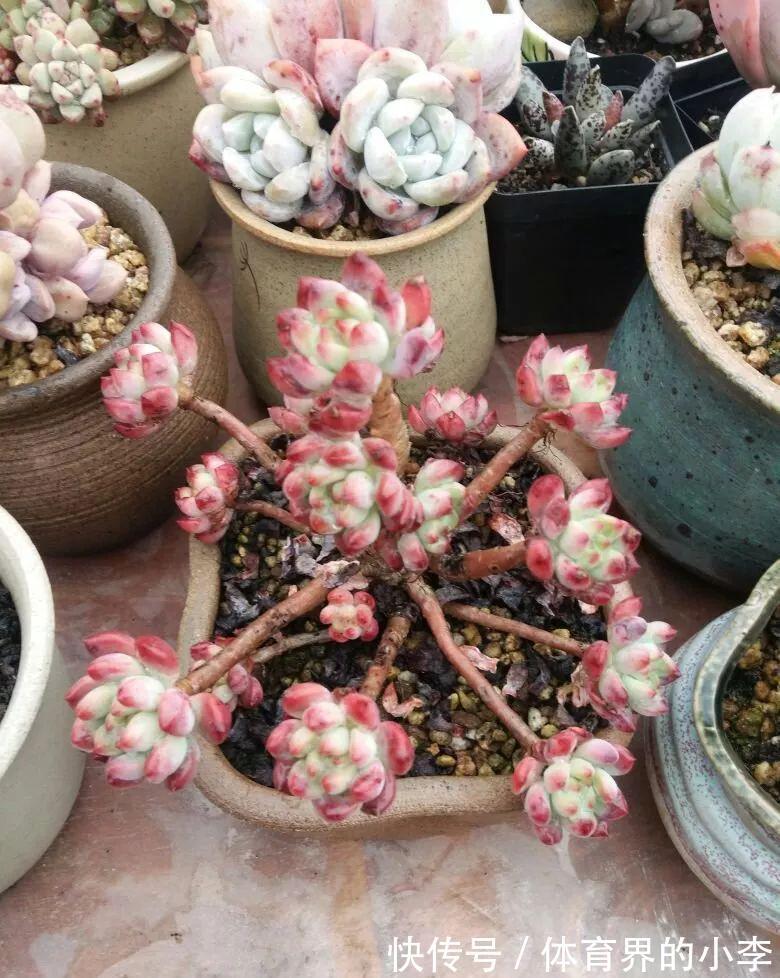 几块钱的小苗,邻居1年养成老桩,给1000块都不卖