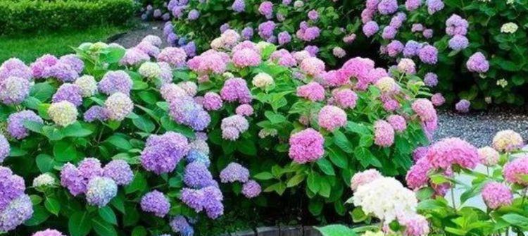 漂亮|4种漂亮花,好养易活能爆盆,比玫瑰好看,比绿萝好养