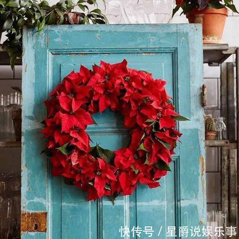 盆栽|圣诞将至,阳台挑个盆栽,摇身一变圣诞树