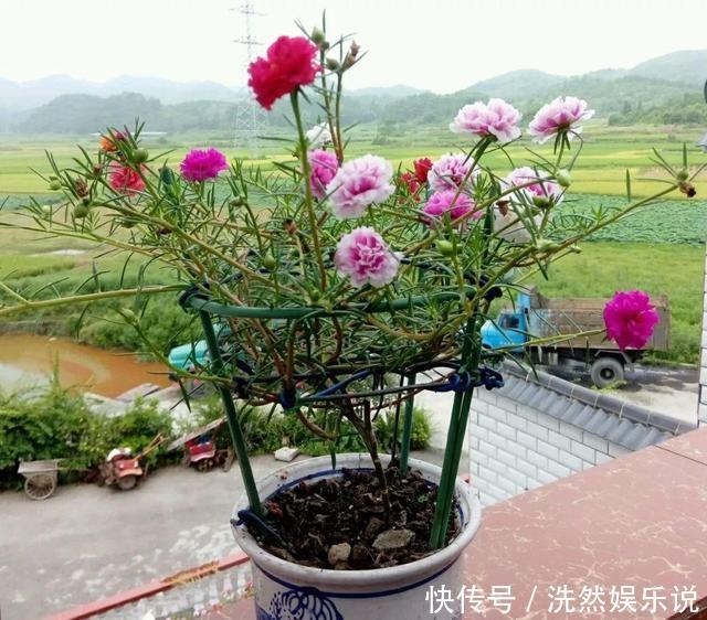 老桩|金枝玉叶又能派上“大用场”,嫁接几根太阳花,变成老桩“花柱”