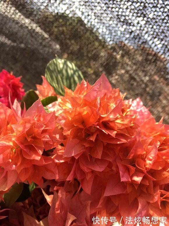 高手的扦插玩法，把以下三角梅养得这么好，只见开花不见叶