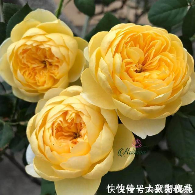 花型|25款勤花又好养的月季品种推荐。新手一定要来一颗,盆栽地栽都行