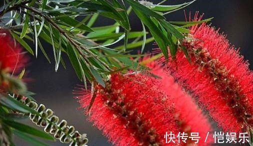 家养“串钱柳”,花开一串串,花色“红如火”,盆盆吊满花