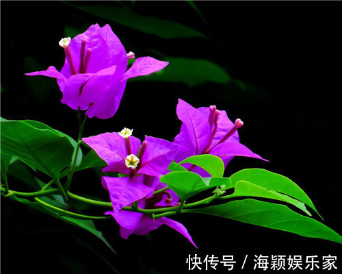 夏季|三角梅如何安全度夏教你3个养护的小妙招,不再黄叶干枯