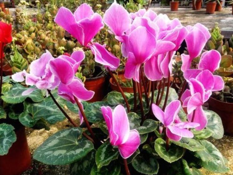 4种花,一到夏天就闹脾气,浇不得、晒不得,一言不合死翘翘