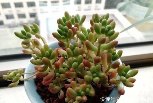 多肉植物|多肉总是“长不大”,注意5点,养出“肉质感”,肥嘟嘟就爆盆!