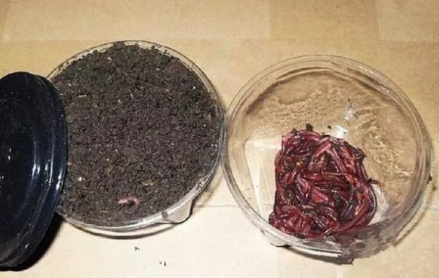 钓鱼用“油”事半功倍，其中有两种油，在钓饵中广泛使用