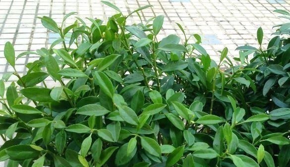 “耐干旱”的3种花，即使40天不浇水，一样“爆盆”，生长快！