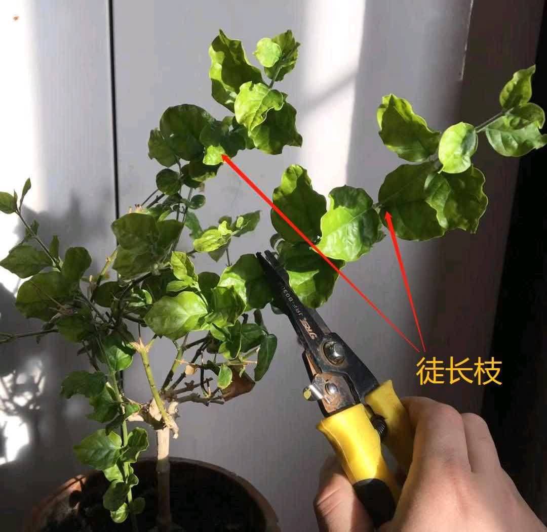 春天来临，这5种盆栽要修理一番了，剃成小光头，开花更顺利