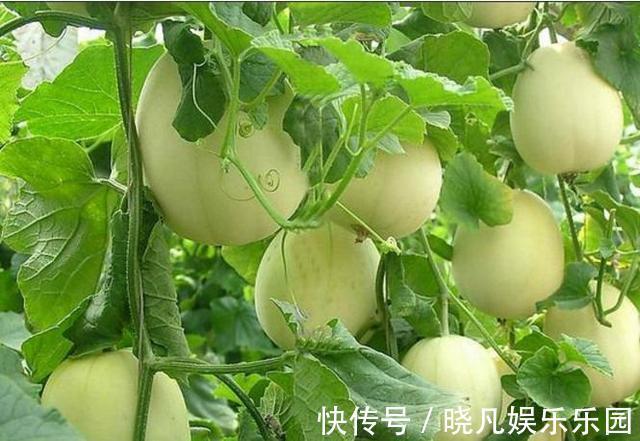 槟榔|皮肤“不欢迎”的4种水果,常吃或增多皱纹,希望没有你爱吃的