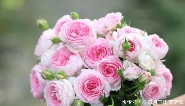 4种花是“开花大户”，花朵大花期长，比牡丹还美，年年开花美翻