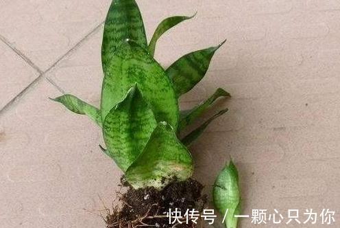 家里养虎皮兰,教你5招爆盆小技巧,长势疯,根本停不下来