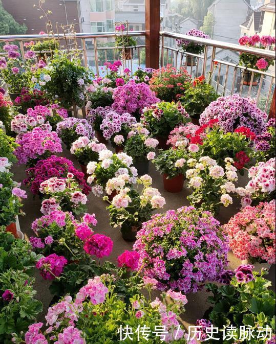 阳台养盆天竺葵，一不小心爆了盆，好养又好看，四季花不断