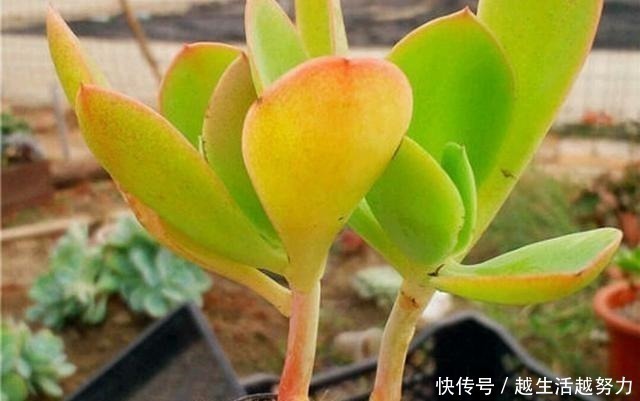 多肉水桩又被称之为白菜桩,3种补救方法,可使其再度变美!