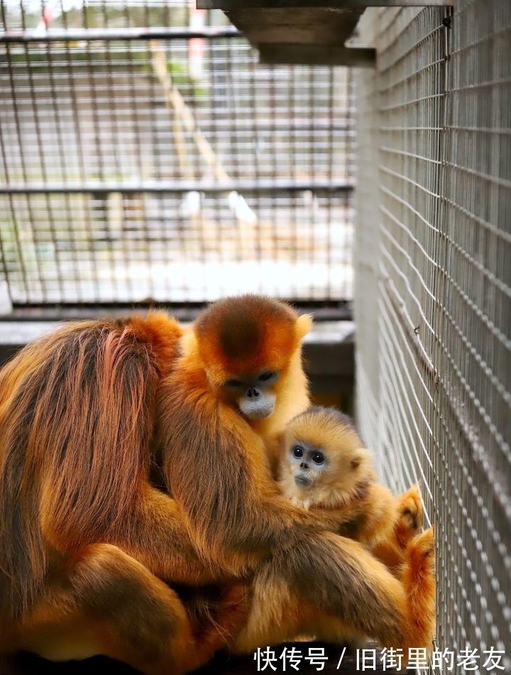 【神奇动物在中国第二季·第2讲】颜值最高的猴子