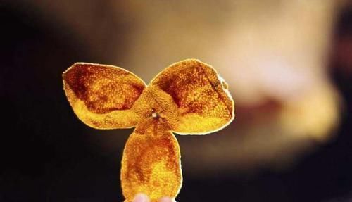 睡眠质量不好,此物放在枕头边上,能一觉睡到大天亮