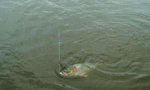 鳙鱼|手竿如何垂钓大头鱼,重点就是饵要轻雾化好,我从四个方面说明