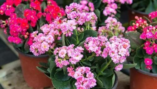 君子兰|养君子兰、长寿花,盆里撒点“万能肥”,新芽猛长,呼呼开花!