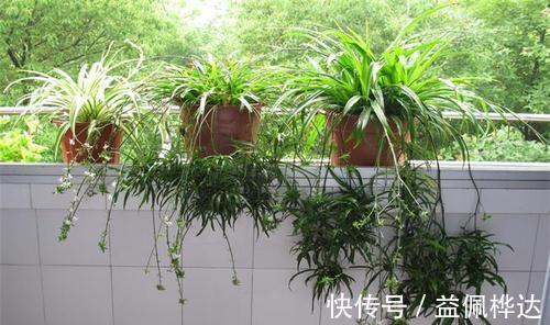 花草|4种花,适合养在卧室,皮实好养又省心,关键还能改善睡眠