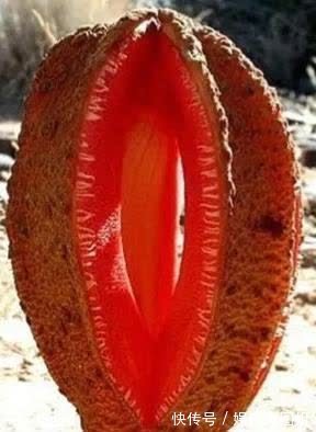 鬼头$聊斋故事:自家院内一花园,乃祖上禁忌,竟被一外来小伙破了案