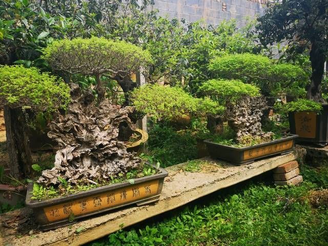 黄荆盆景老桩根部刚萌发的新芽到底要不要抹掉生桩和熟桩有区别