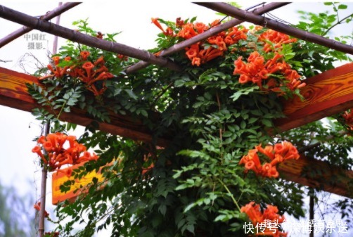 全国|此花,一天不''打'',上房揭瓦!全国能种,沾土救活,教你养护方法