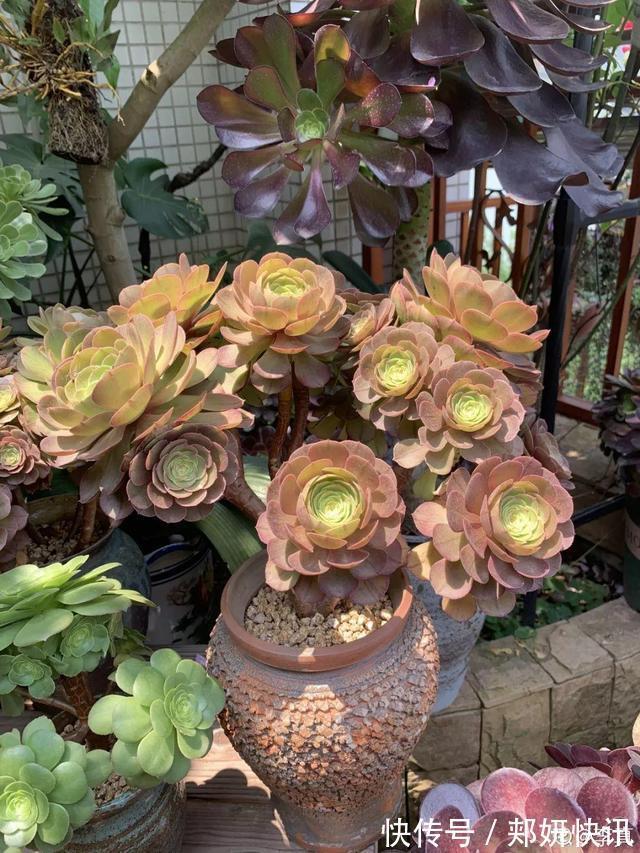 秋天多肉砍1刀，立马爆出一圈芽，1盆变10盆不花钱