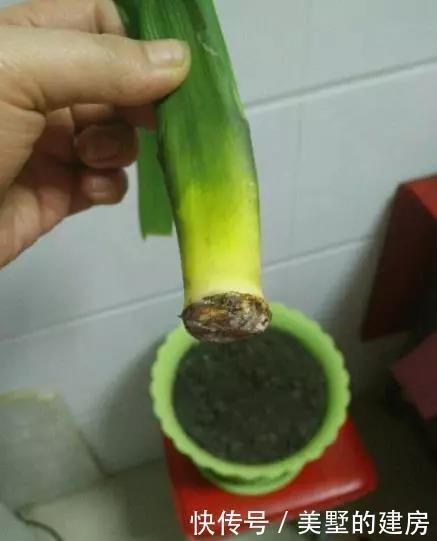 扦插君子兰、蟹爪兰,就用3种“溶液”,白根疯长,不久就成活