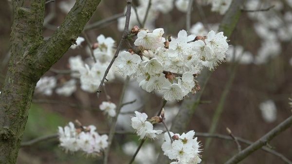 贵州桐梓：万亩樱桃花迎春绽放