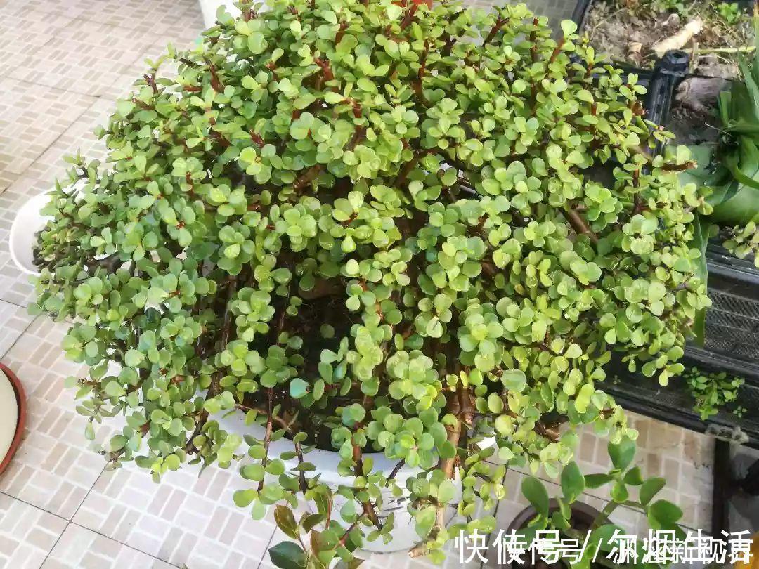 会养花的人都选它，耐旱又好活，2年养成小树桩！