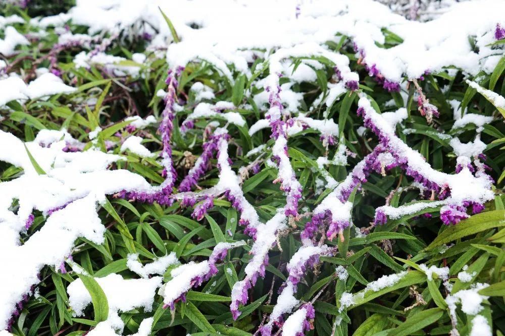 秘密|这个秘密只告诉你，刷爆朋友圈的广元雪景，都在这里了！