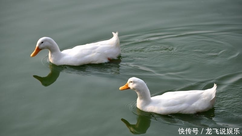 业差|印军为何穿不上防寒服?两国养鸭业差200倍,决定了羽绒资源差距