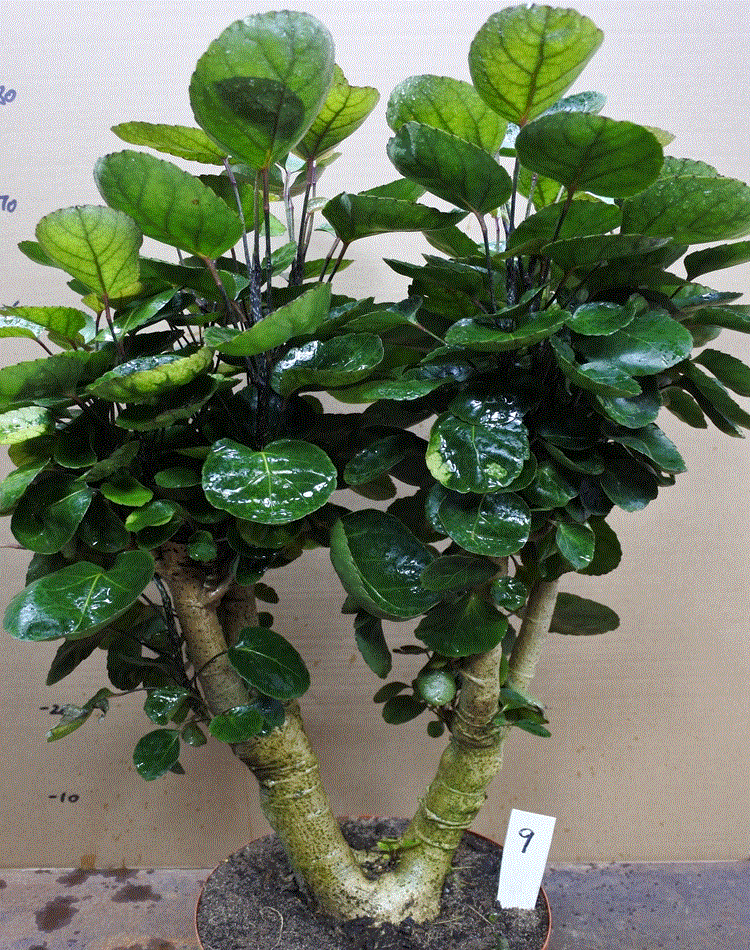 贵气|7种“有钱花”,贵气又大气,招财又旺财,人见人爱