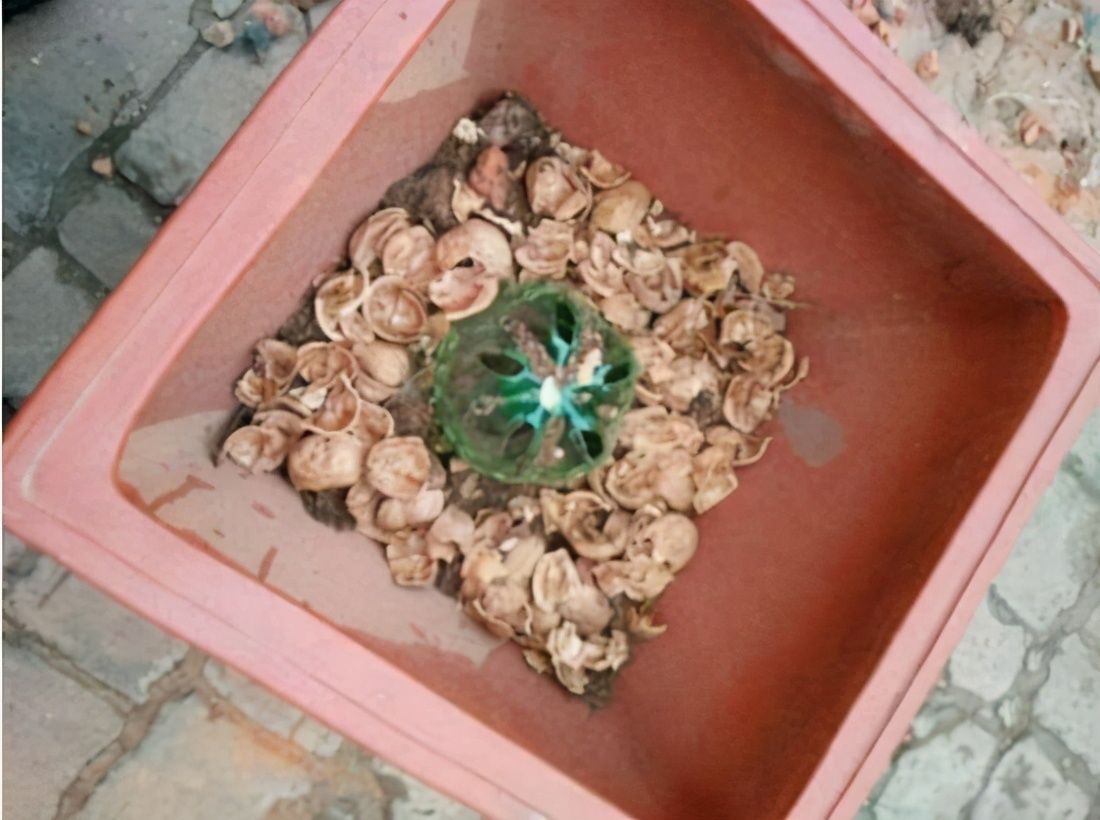 养花土里加四样,土壤疏松肥沃,花儿根系粗壮长得旺