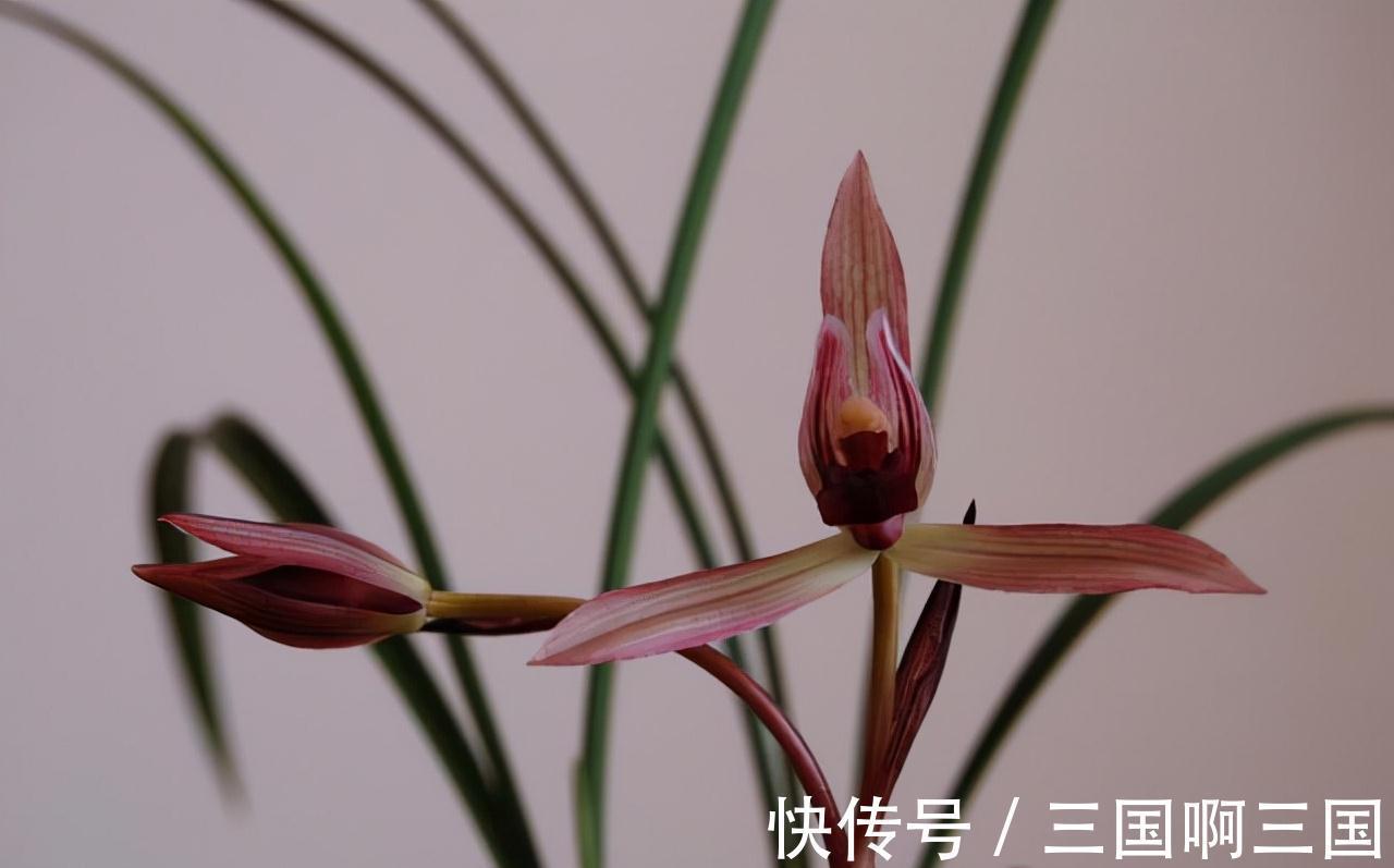 高颜值|一种新手也能养好的高颜值兰花,花色醉人,香味怡人,极具仙气