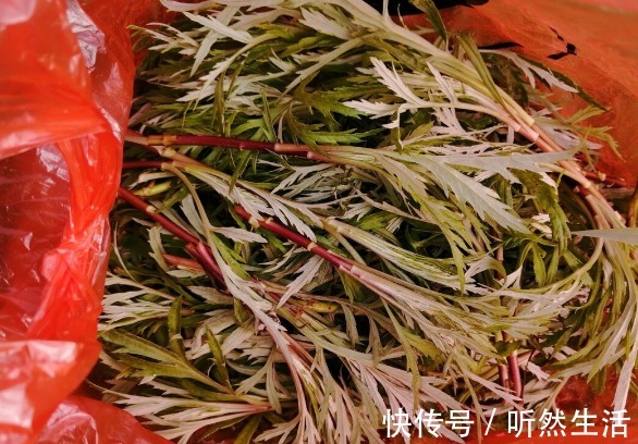 鱼腥草|66种野菜大图片，带你见识不同的野菜和吃法，你想要的野菜这里有