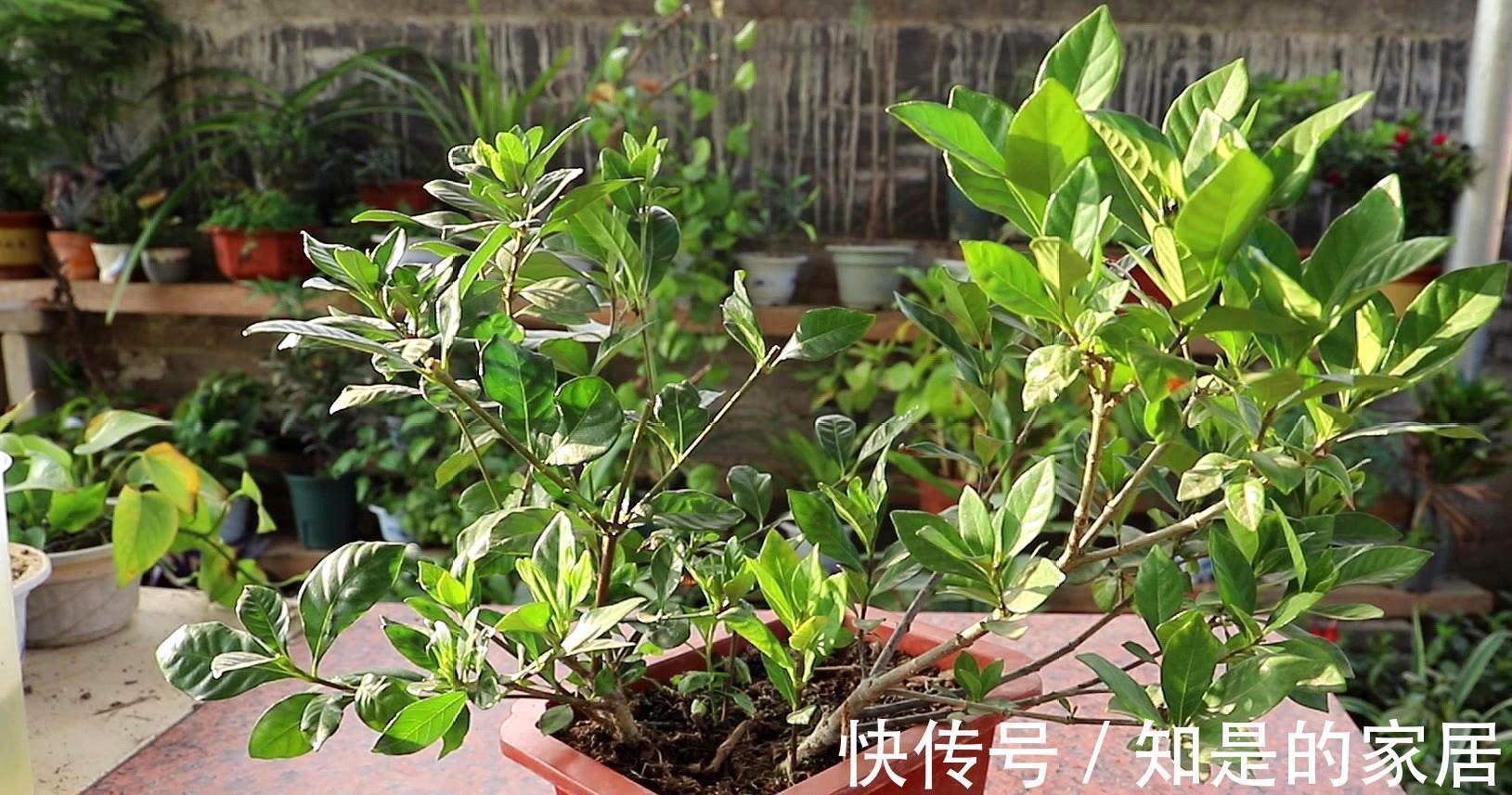 软腐病|5种花美则美矣,就是不好养,没有四五年的养花经验,越养越闹心